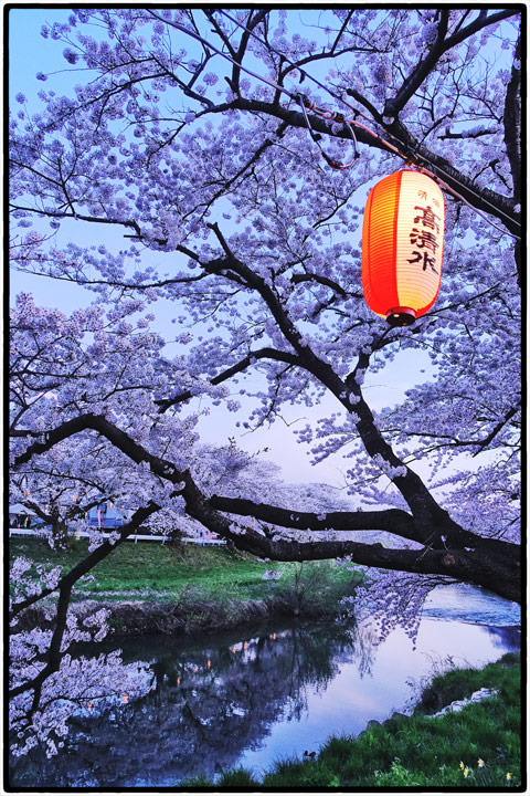 太平川桜並木