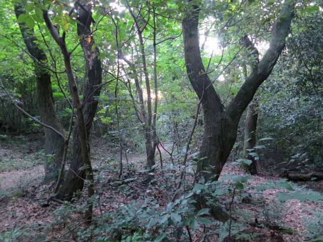 森の交差点朝日IMG_2843 (640x480)