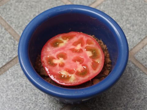 植木鉢に半分だけ土を入れて輪切りトマトを置きます。