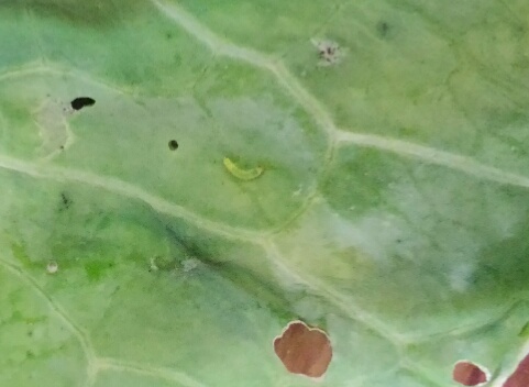 モンシロチョウの孵化したばかりの幼虫