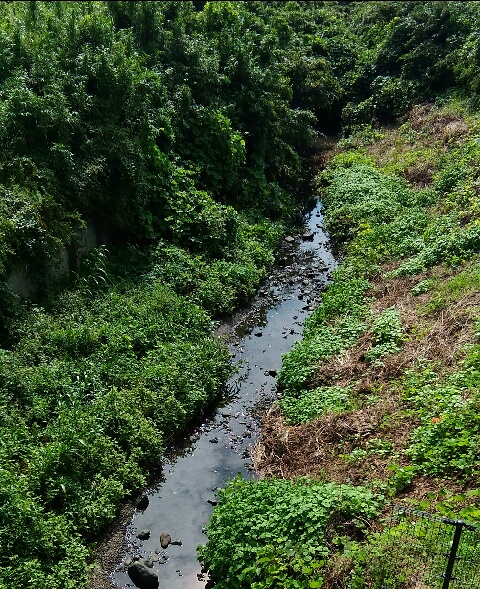 鳩川下流