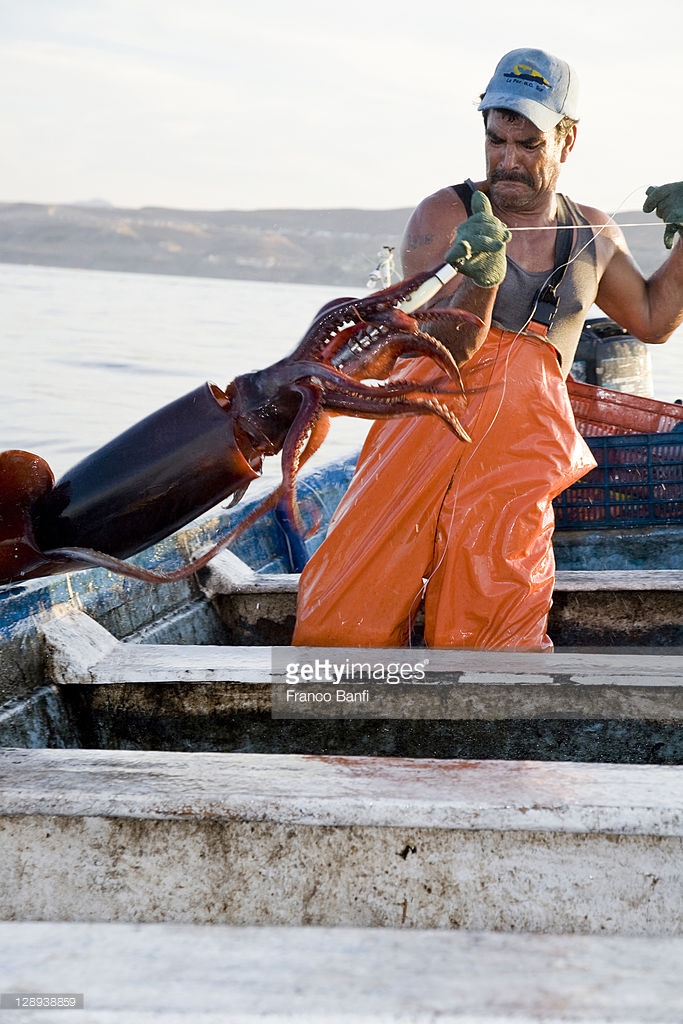 jumbo squid Santa Rosalia
