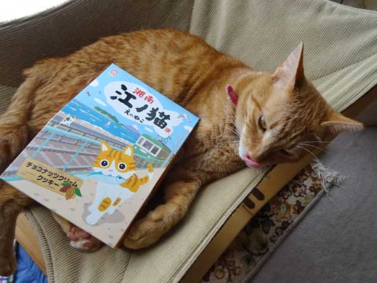 江ノ猫クッキーと花楽