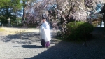 ご奉納（海神社）桜の下で立つ、横から