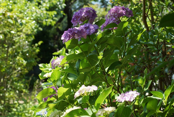 薄紫の紫陽花161
