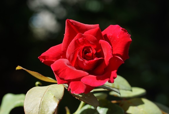 赤い薔薇161