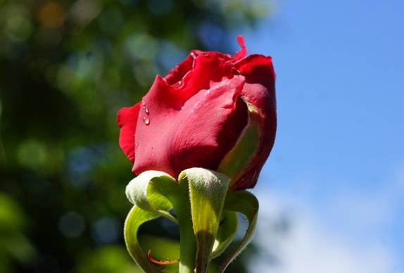 赤い薔薇162