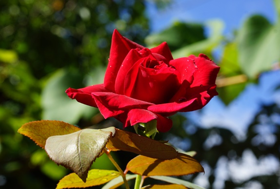 赤い薔薇163