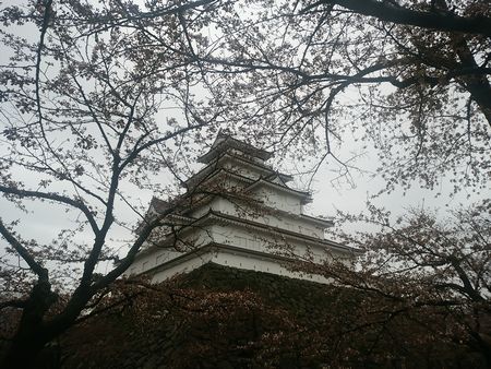 鶴ヶ城と桜