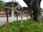 竹駒神社のネジバナ
