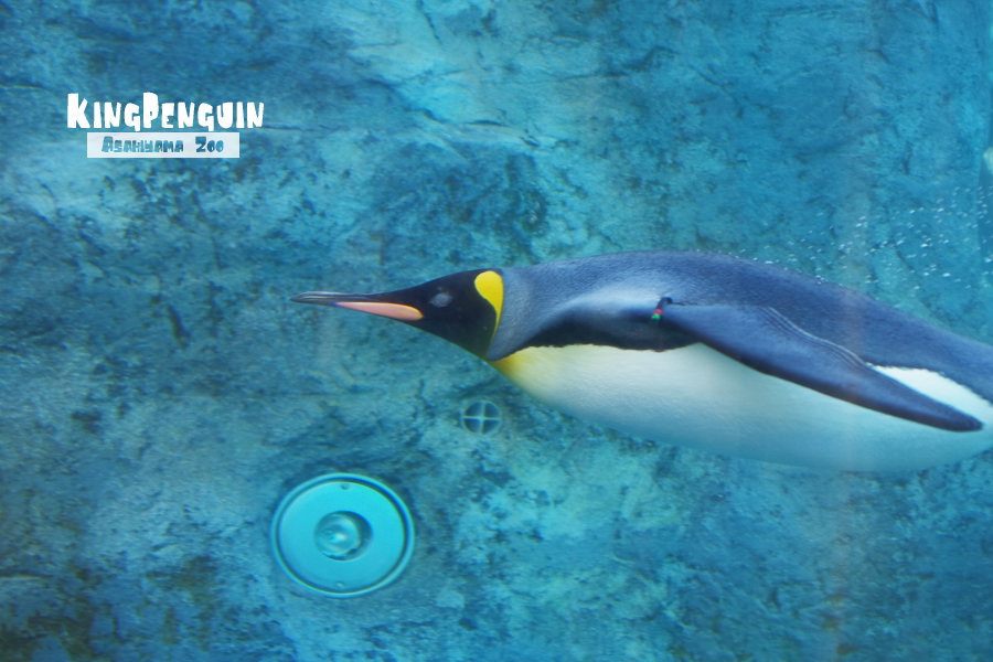 水中のペンギン１
