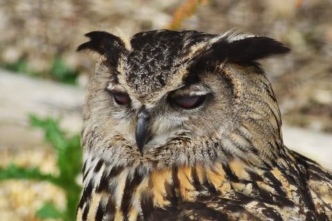eurasian-eagle-owl-399544_960_720.jpg