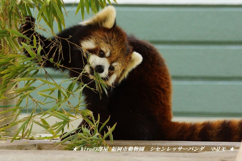 hiroの部屋　福岡市動物園　シセンレッサーパンダ　マリモ