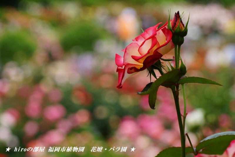 hiroの部屋　福岡市植物園　花壇・バラ園