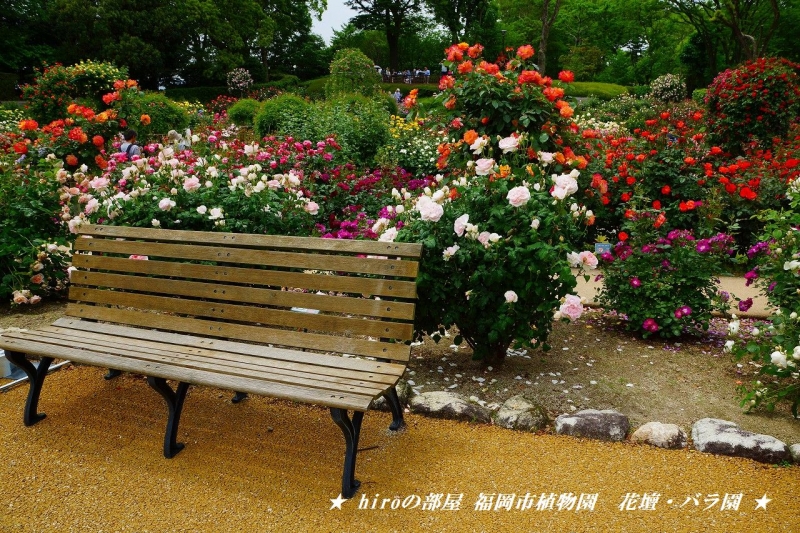 hiroの部屋　福岡市植物園　花壇・バラ園