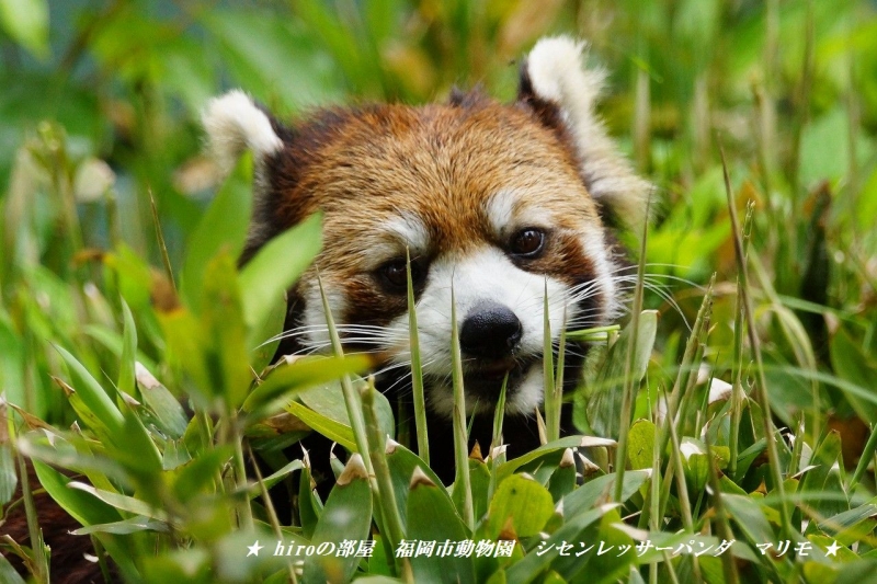hiroの部屋　福岡市動物園　シセンレッサーパンダ　マリモ