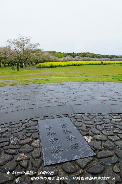 hiroの部屋　宮崎の花　雨の中の桜と菜の花　宮崎県西都原古墳群