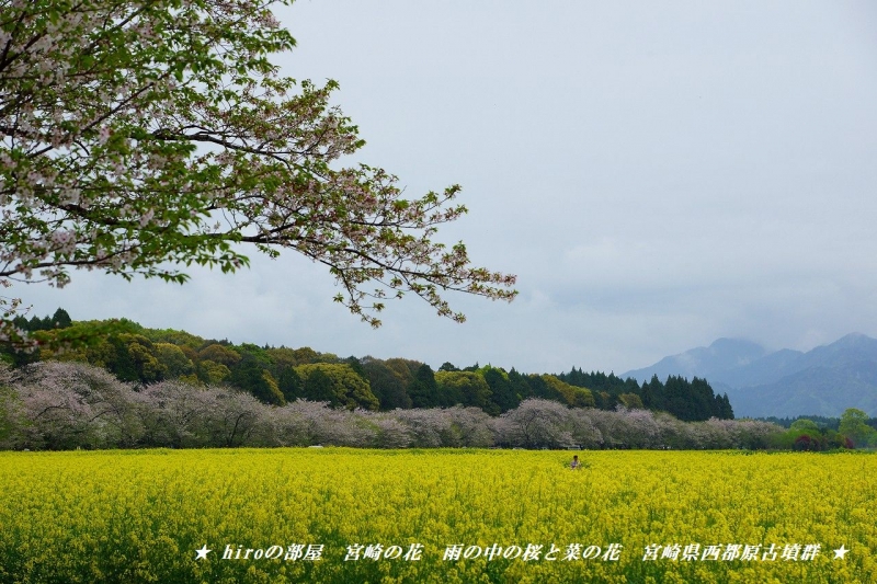 hiroの部屋　宮崎の花　雨の中の桜と菜の花　宮崎県西都原古墳群