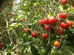 tomatohouse red