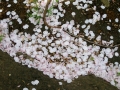 桜吹雪が