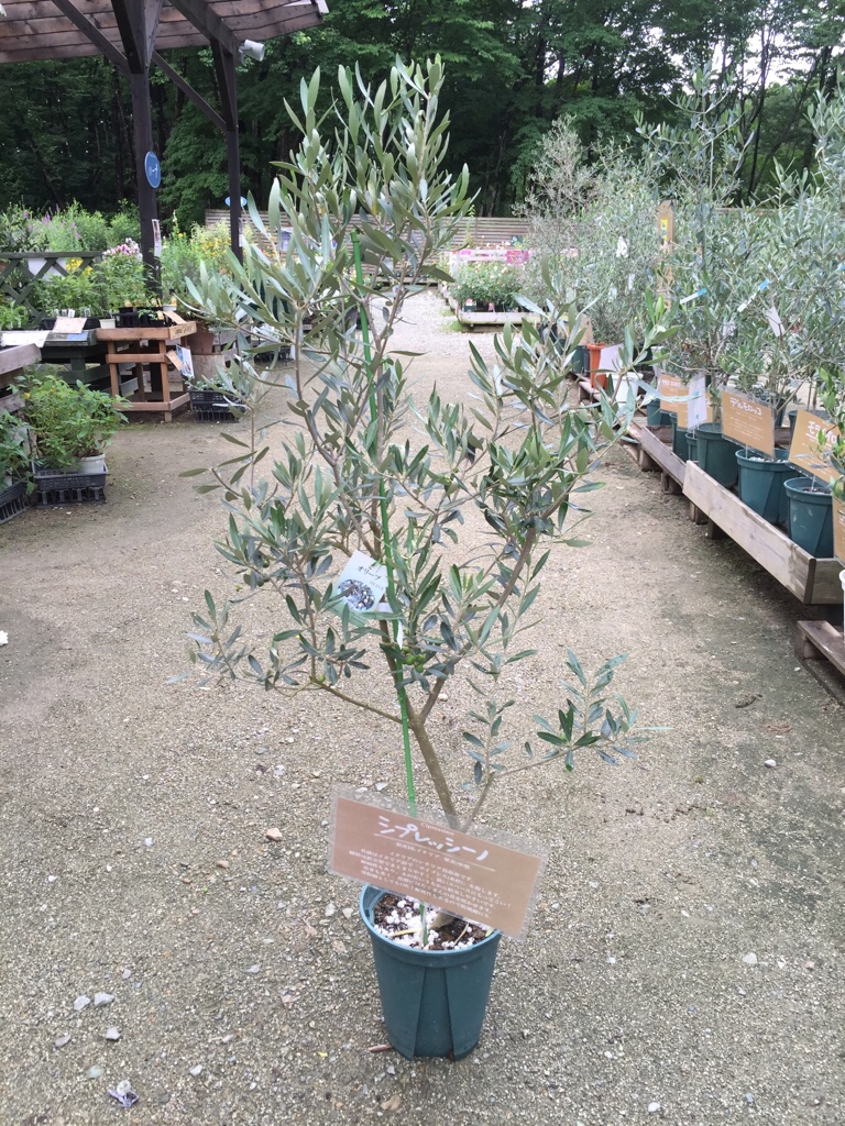k2 オリーブの木 カヨンヌ - 植物/観葉植物