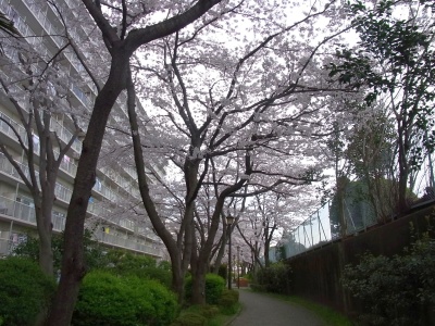 R0018862桑の木通りの桜満開_400