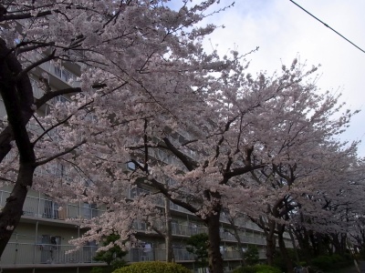 R0018861桑の木通りの桜満開_400