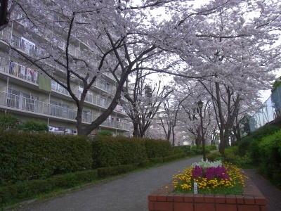 R0018863桑の木通りの桜満開と花壇_400