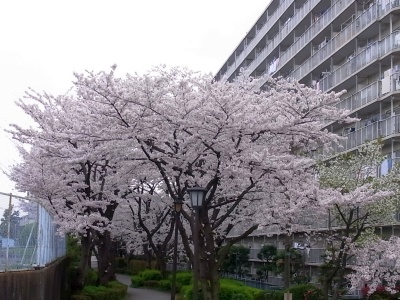 R0018868桑の木通りの桜満開_400