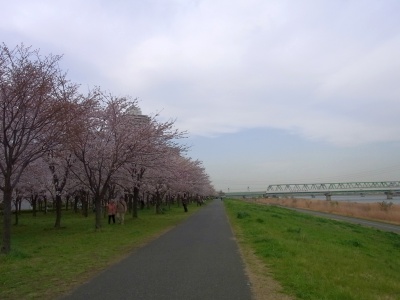 R0018874小松川千本桜の風景_400
