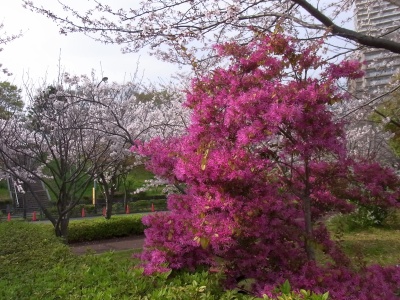 R0018882トキワマンサクの花濃いピンクの風景_400
