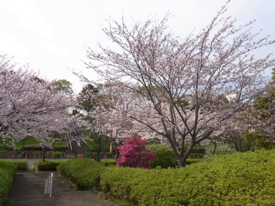 R0018881桜とトキワマンサクの風景_400