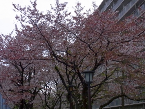 R0018903桜の花びらの小道_500