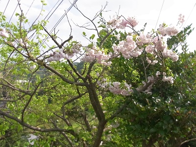 R0019085八重桜の風景_400