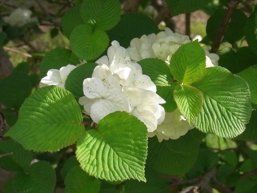 R0019069白い花オオデマリ花と葉_500
