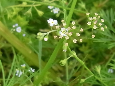 R0019538細い葉に白い小さな花マツバゼリ_400