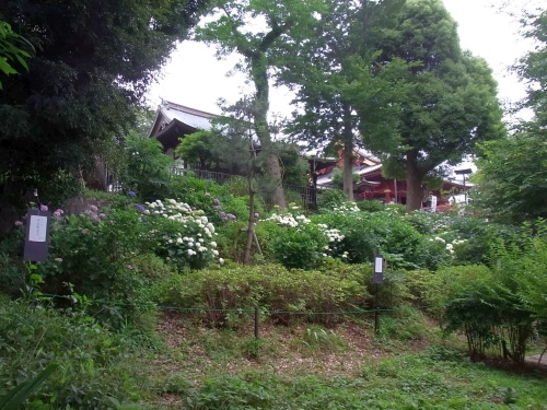 R0020397上野公園のアジサイの風景_500