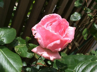 バラは合計７本植えてありますが これが第一号