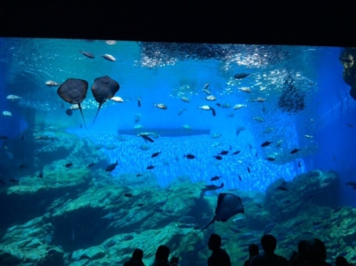 沖縄の美ら海水族館や、鴨川シーワールドを見てしまった目から見ると