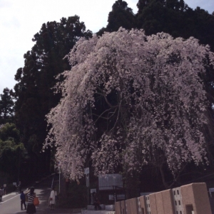 瑞鳳殿入り口の桜