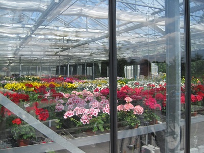 きれいな花がいっぱいの温室がいくつも並んでいました。
