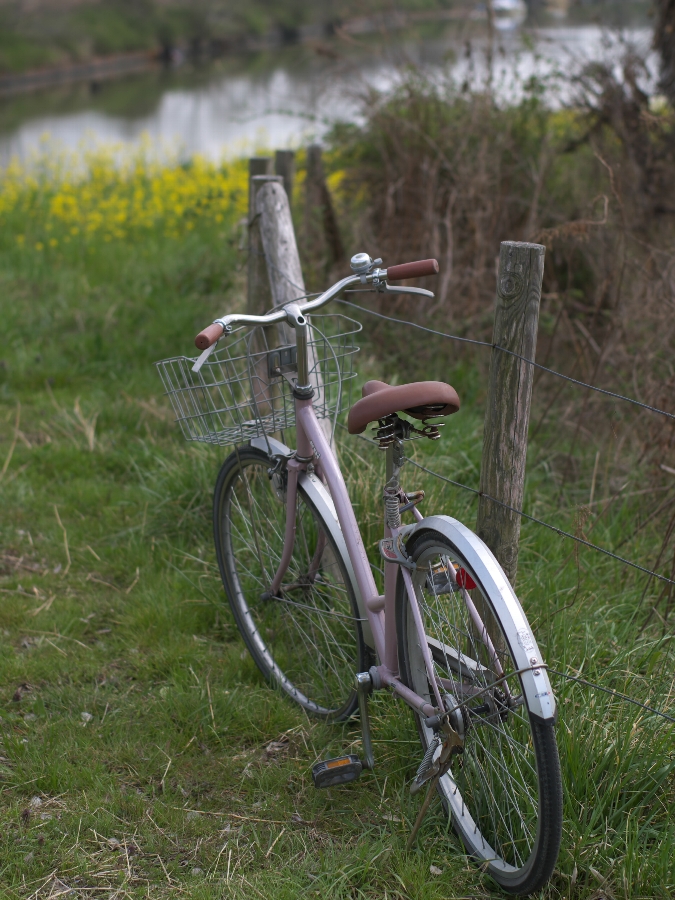 春の小川と、菜の花と、自転車