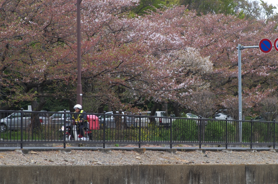 葉桜の道を走る郵政カブ