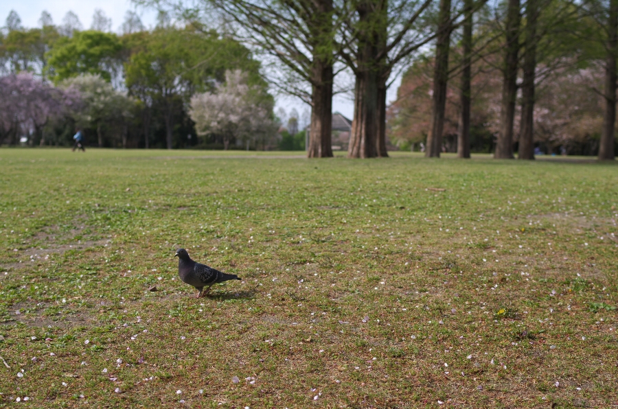 strolling pigeon