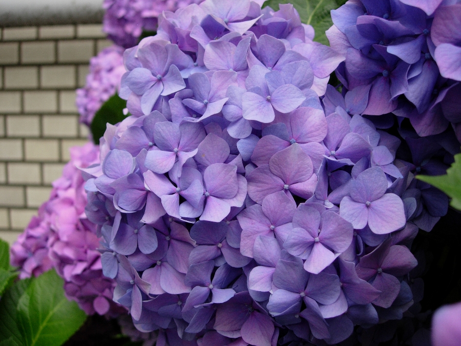 紫陽花のやさしい色－２－