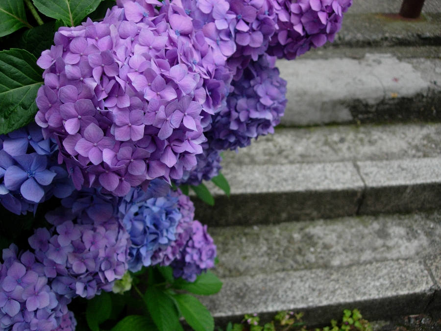 紫陽花のやさしい色－３－