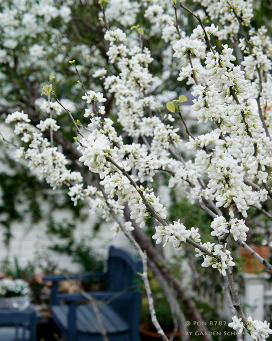 新鮮な春の 花木 白い 花 すべての美しい花の画像