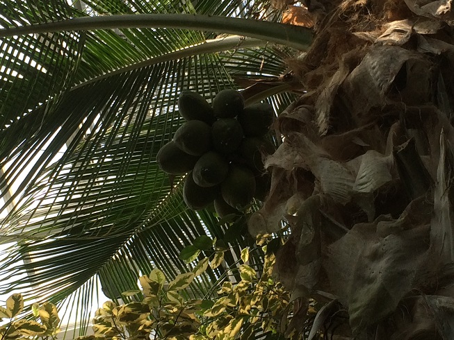椰子の実