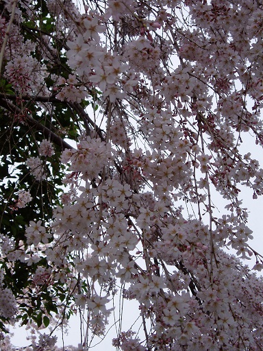 長誓寺の桜