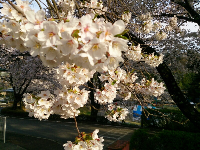 与田切公園桜満開